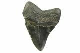 Serrated, Fossil Megalodon Tooth - South Carolina #341406-1